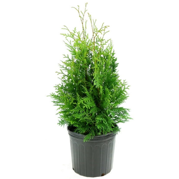 Plant with Purpose 8 in Arborvitae Emerald Green Live Tree with Full Sun- 1 Piece