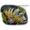thumbnail image 3 of CafePress - Peacock Bass Mug - 11 oz Ceramic Mug - Novelty Coffee Tea Cup, 3 of 6