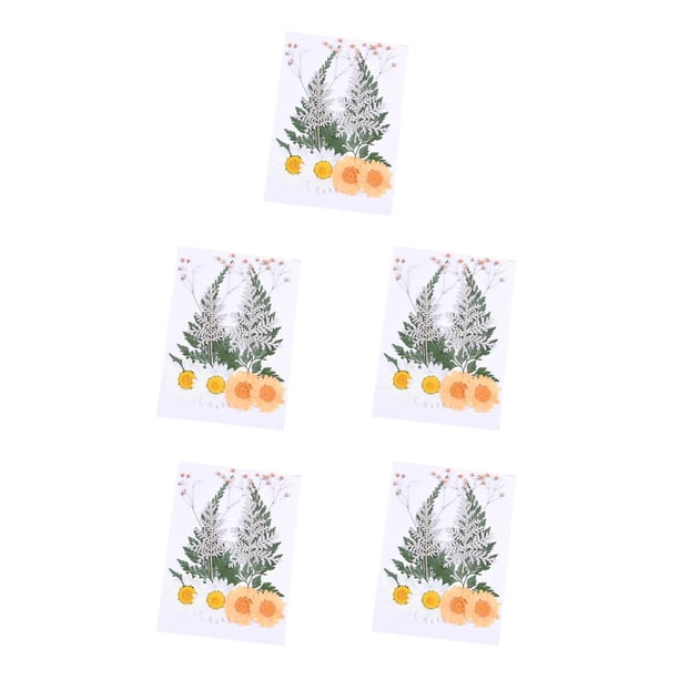 Ramos de flores secas Cateissary naturales prensadas kit de juego de flores de naranja 5Conjunto