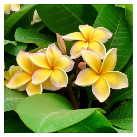 Yellow Hawaiian Live Plumeria Plant Cutting 10 inches, Full Sun