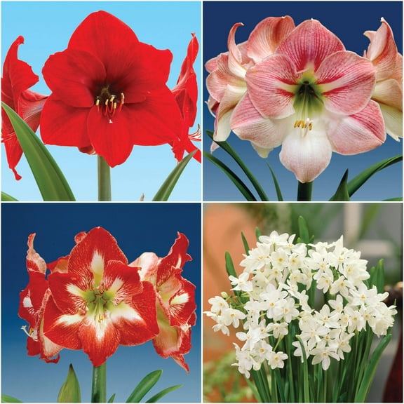 Bloomsz Economy Amaryllis (3) and Paperwhite (12) Collection