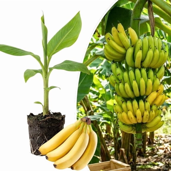 Basjoo Banana Live Plant, 4-7 Inch Tall, Banana Fruit Plant