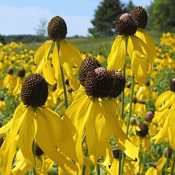 Everwilde Farms 2000 Yellow Coneflower Native Wildflower Seeds Gold