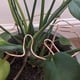 thumbnail image 5 of Injueey 2 pack/lote de soportes para plantas de patatas y tomates con columnas decorativas de jardín libres de óxido Jardín y Patio Oro, 5 of 6