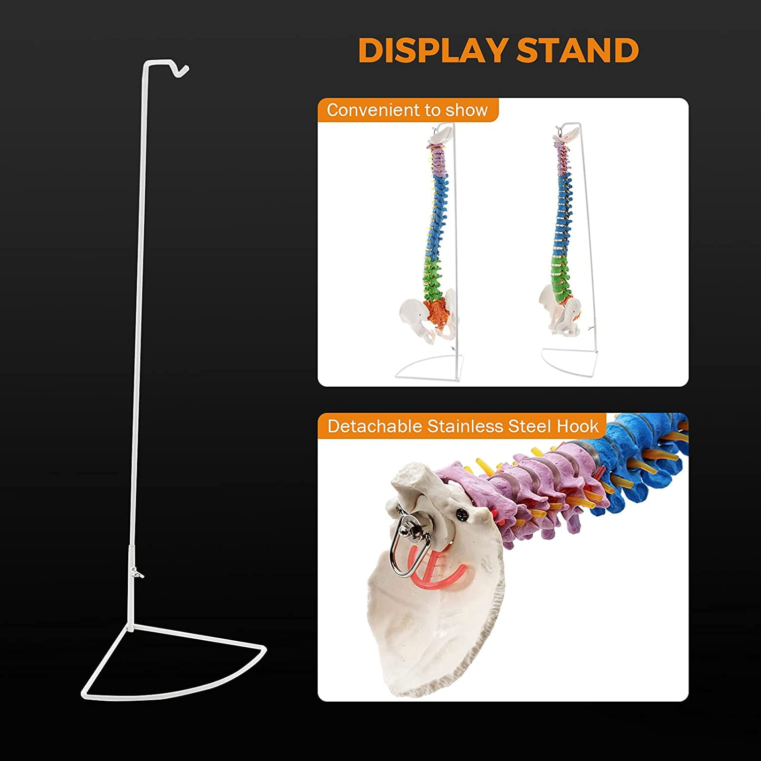 Buy Flexible Anatomy Spine Model 85cm/33.46in Bendable with Holder