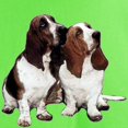 thumbnail image 3 of CafePress - Basset Hounds Light T Shirt - Light T-Shirt - CP, 3 of 4