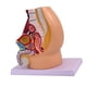 thumbnail image 1 of Modelo de anatomía reproductiva de la pelvis: investigación realista, educación científica detallada Masculino, 1 of 9