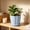 Blue, variant on 6 inch Plant Pots, Water Ripple Flower Pots for Indoor Outdoor Plants, Plastic Planters with Drainage Holes and Saucers, Nursery Pots for Small Garden House Plants, Blue