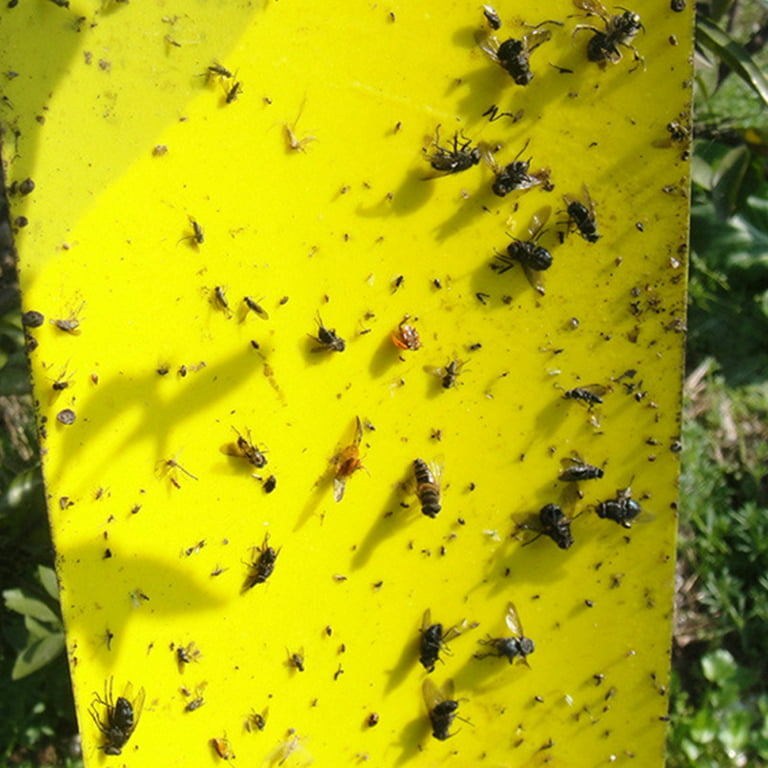Extra-Wide Sticky Fly Traps (Yellow) — 40 Pack