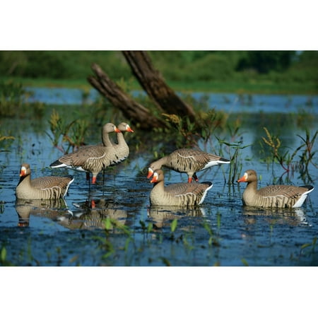 GHG Decoy Systems Pro Grade Full Body Specklebelly Goose Decoys 6 Pack