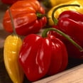 thumbnail image 2 of American Seed Pepper Habanero Annual Vegetable Seeds Full Sun, 2 of 7