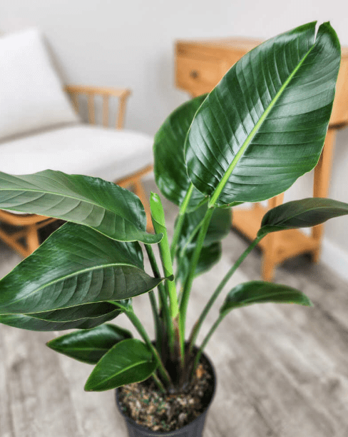 Set 2 White Bird of Paradise Plants Live for Planting, Giant Bird of Paradise Plants for Indoor Outdoor 4 to 6 Inch Tall