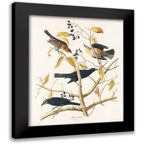 Audubon, John James 12x14 Black Modern Framed Museum Art Print Titled - Rusty Grakle