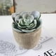 thumbnail image 2 of 1 Uds plantas decorativas, 2 of 3