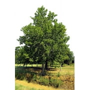 Hybrid Poplar Tree Starts - 3 pack