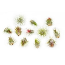 Large Air Plants Tillandsia Ionantha Guatemala - Live Succulent House Plants - Available in Wholesale and Bulk - Home and Garden Decor - Easy Care Indoor and Outdoor Plants (Pack of 12)