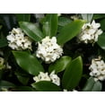 thumbnail image 2 of Daphne White Live Shrubs, Fragrant Evergreen with Elegant White Blooms, 2 of 6