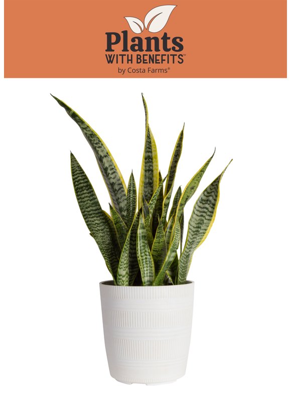Snake Plants in Indoor Plants