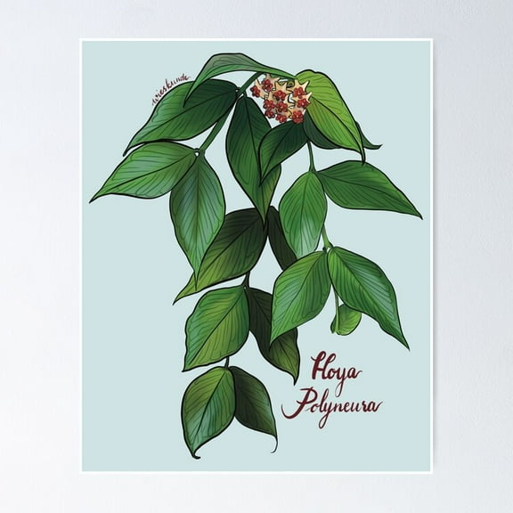 POSTER Hoya polyneura in bloom POSTER UNFRAMED, 8x12