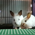 thumbnail image 4 of Rabbit Cage Leaky Board Pet Accessory Feet Mat Bunny Liner Pets Cleaner Drain Pad, 4 of 6