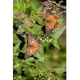 thumbnail image 2 of Ditto, Larry 13x18 Gold Ornate Wood Framed with Double Matting Museum Art Print Titled - Tawny Emperor-Asterocampa clyton-sunning, 2 of 4