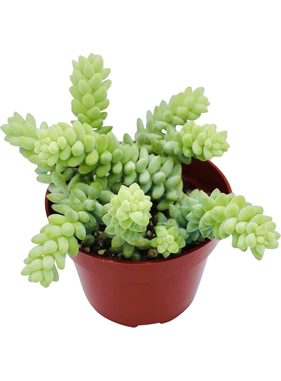 Sedum Adolphii Succulent Plant