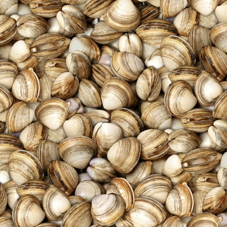 Elizabeth's Studio Food Festival Oysters 100% Cotton Sold By The Yard