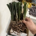 thumbnail image 2 of Cymbidium, Low Maintenance - Easy Grow - Ideal for Beds Borders, Plant Pots & Planters, 2 of 2