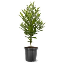 Expert Gardener 18-24 in. tall Sweetbay Magnolia Live Tree in 3-Gallon Grower Pot