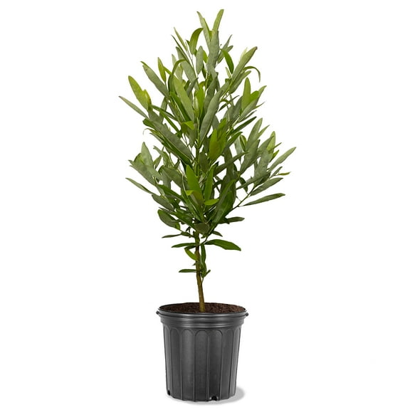 Expert Gardener 18-24 in. tall Sweetbay Magnolia Live Tree in 3-Gallon Grower Pot