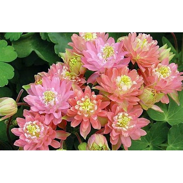 Clementine Salmon Rose - Aquilegia -Columbine Perennial - Live Plant
