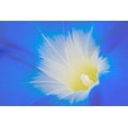 thumbnail image 2 of Jaynes Gallery 14x11 White Modern Wood Framed Museum Art Print Titled - California Detail of morning glory flower, 2 of 4