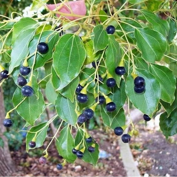 CZ Grain 10 Cinnamomum Camphora Plant Seeds, Evergreen Tree