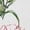 WHITE, variant on New! Palm Flamingo