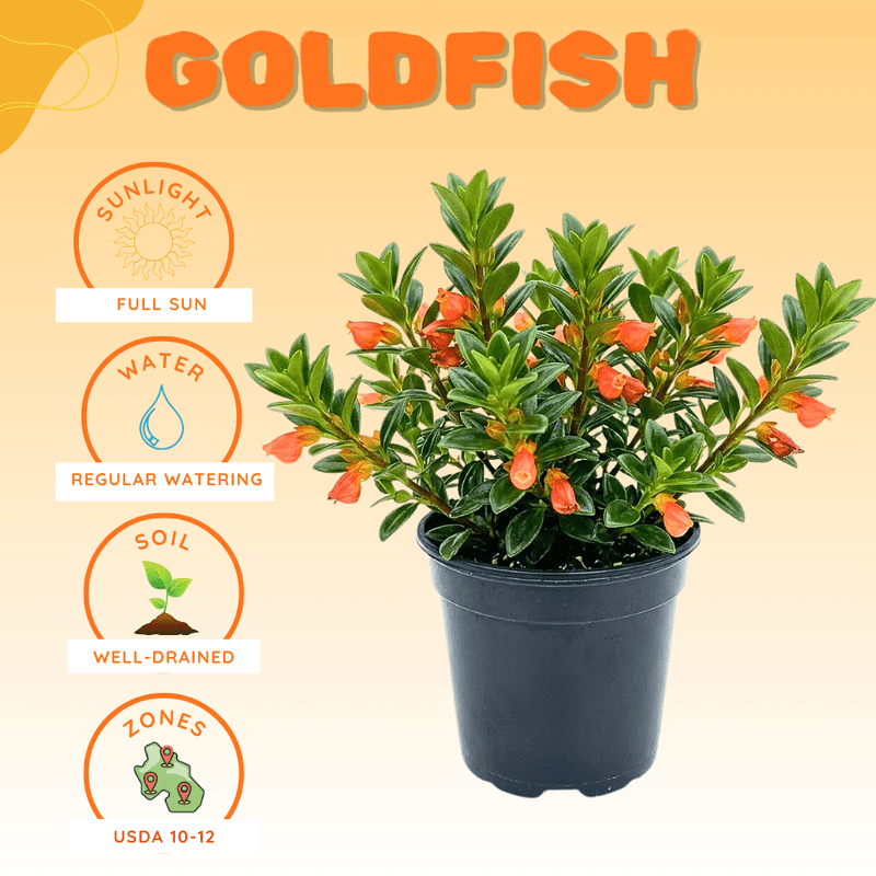 Goldfish Plant Live in 4 Inch Pot, Orange Goldfish Live Plant 4-7" Tall, Trailing Indoor Houseplant for Growing