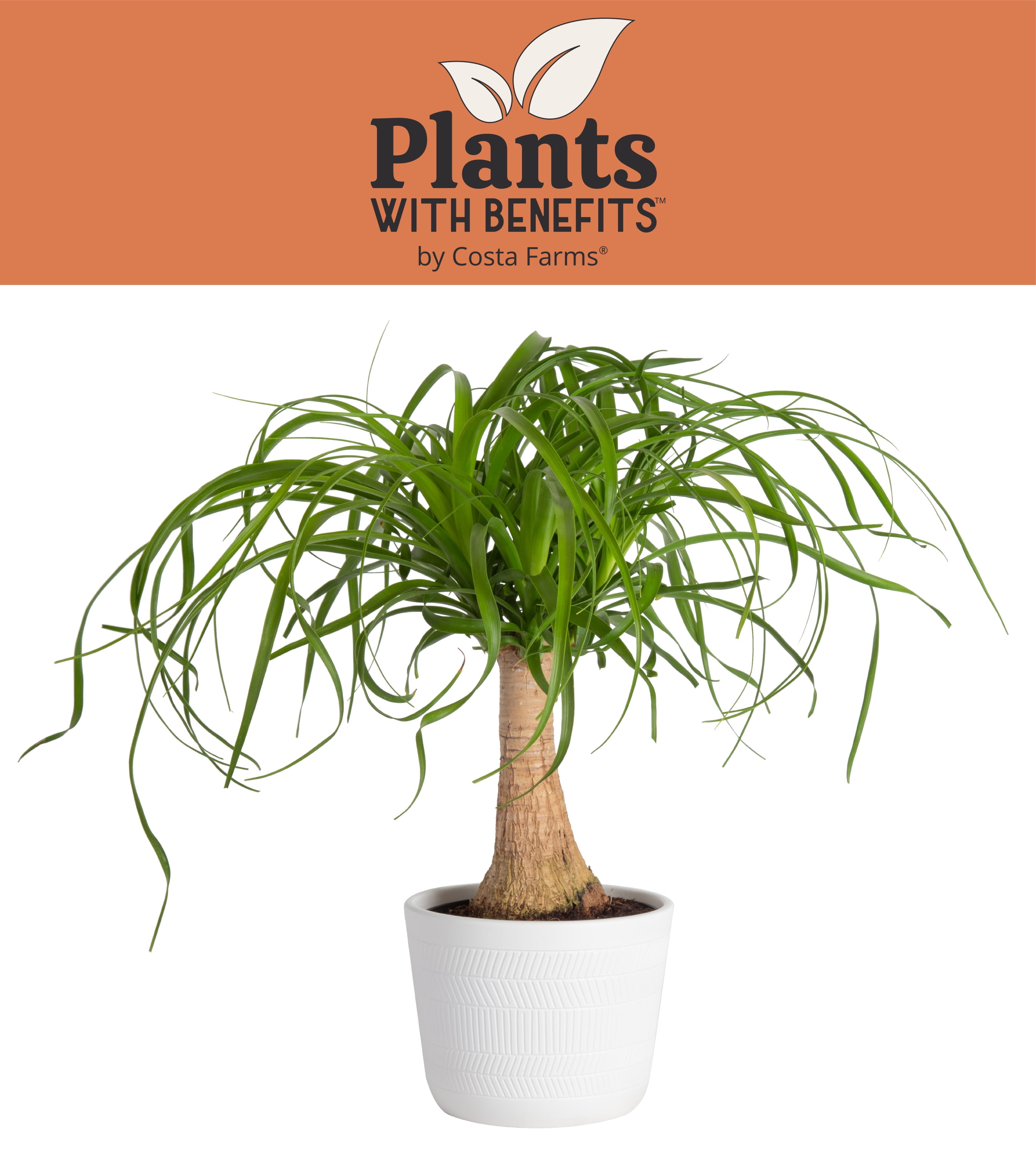 Ponytail Palm Live Plant Primium Foliage Plant Fit 4 Pot