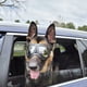 thumbnail image 5 of Lentes de Sol para Perros Medianas-Grandes UV Gafas para Perro Prueba de Viento-Nieve Gafas de Mascota, Marco Suave, Negro, 5 of 5