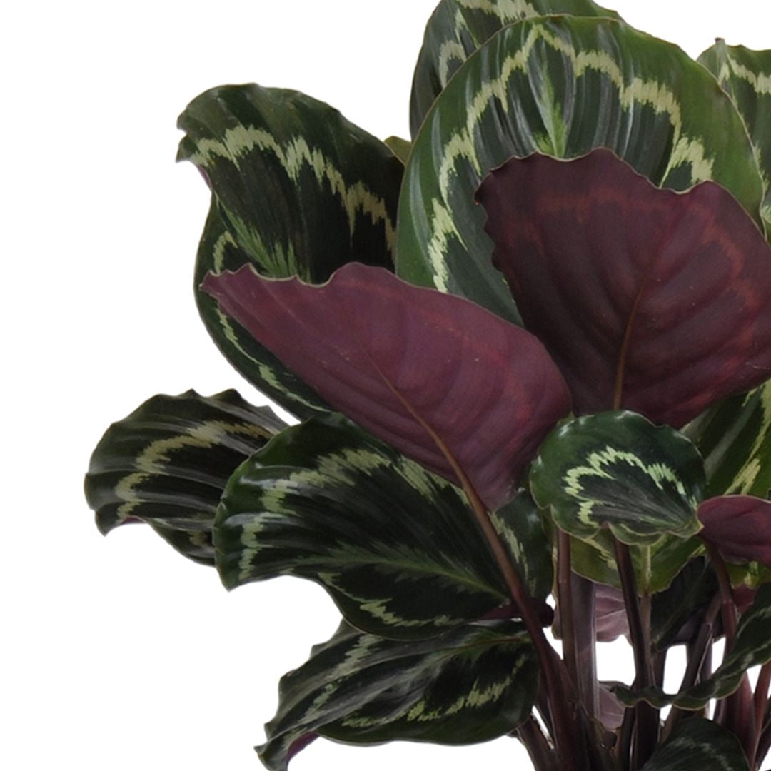 United Nursery Live Calathea Medallion Houseplant 24-28in Tall in 10in Terracotta Bayside Decor Pot