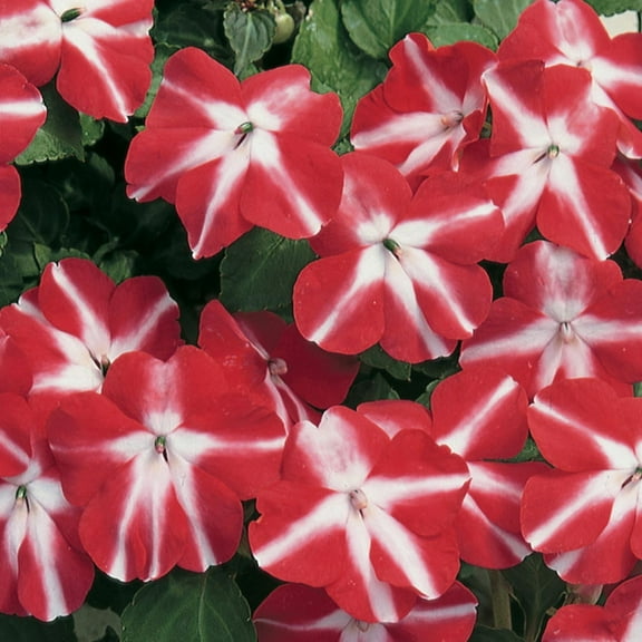 Accent Series Impatiens Red Star ~25 Seeds – 70-77 Day Bloom | Annual Dwarf Mound | Coated Seeds for Shade | 8–10" Tall | Classic Colors | Easy Garden or Container Flower | Impatiens walleriana