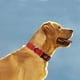 thumbnail image 2 of Collar de nailon reflectante para perros con hebilla de seguridad, collares ajustables para mascotas con acolchado de neopreno suave para perros de tamaño mediano, rojo, 2 of 5