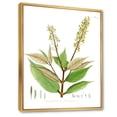 thumbnail image 3 of Designart 'Ancient Brazilian Plant V' Traditional Framed Canvas Wall Art Print, 3 of 5