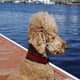 thumbnail image 4 of Arnés para perros de seguridad con rayas multicolores reflectantes 3M de 6 colores Blueberry Pet, 4 of 5