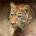 thumbnail image 2 of Vest, Chris 26x26 Black Ornate Wood Framed with Double Matting Museum Art Print Titled - Leopard, 2 of 4