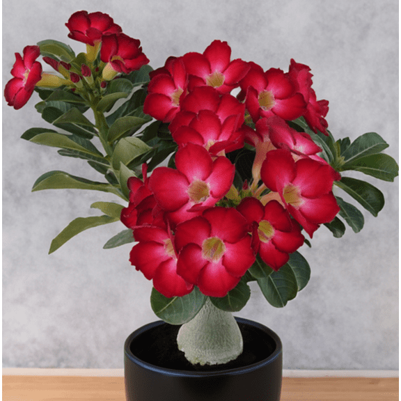 Red Desert Rose Plant Live for Planting, Desert Rose Plant Adenium Desert Rose Plant for Home Garden 4 to 6 Inch Tall - Dormant in Winter