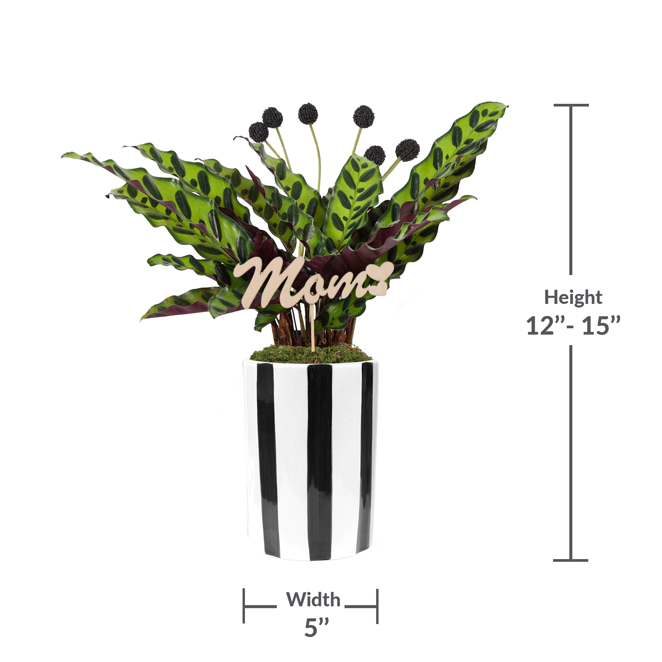 Live 5in Calathea in Black and White Striped Pot with 'Mom' Pick - Perfect Gift