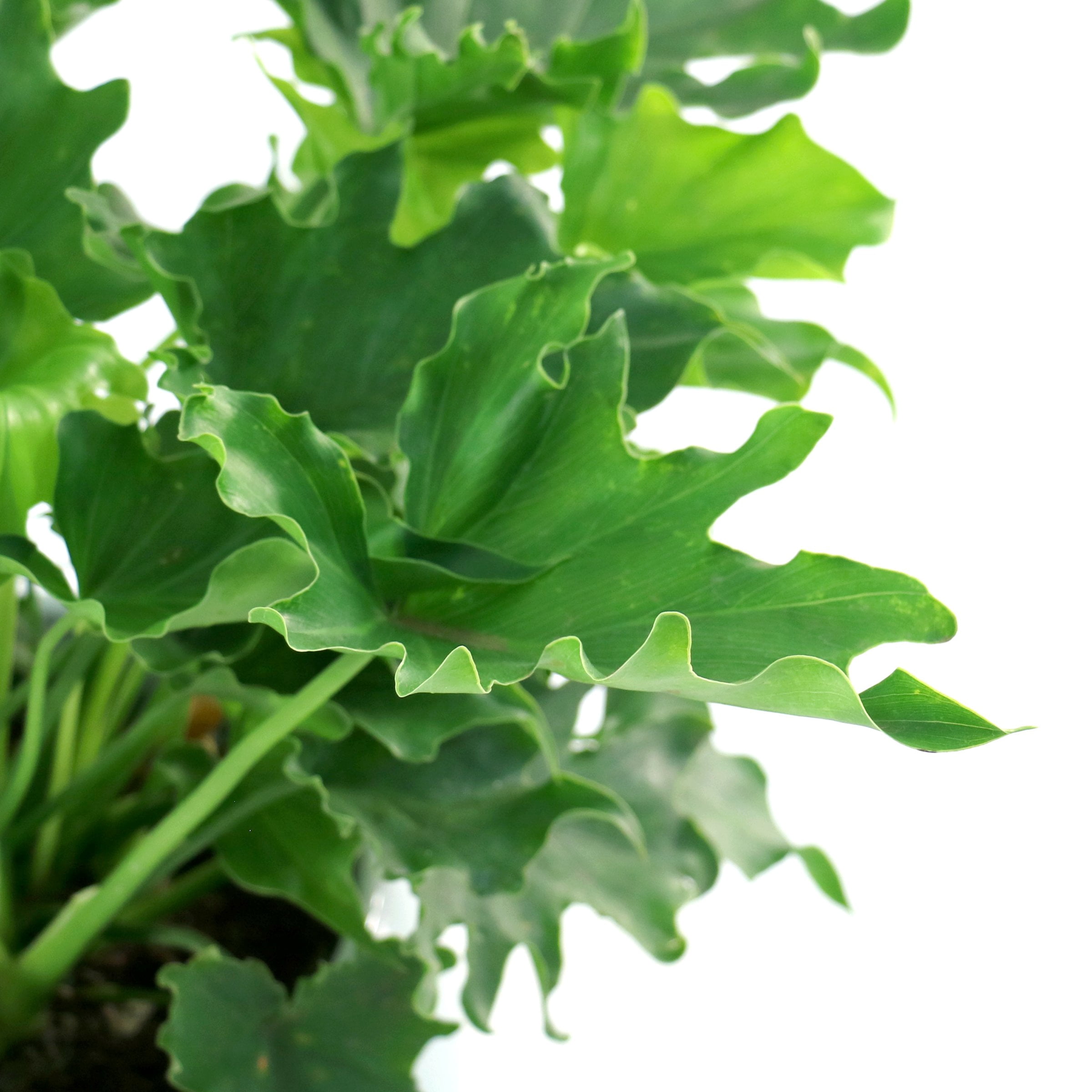 6 in. Philodendron Lickety Split Plant in Grower Container