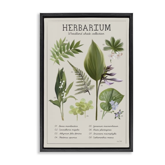 Stupell Industries Herbarium Woodland Shade Collection Black Framed Floater Canvas Wall Art, design by House Fenway