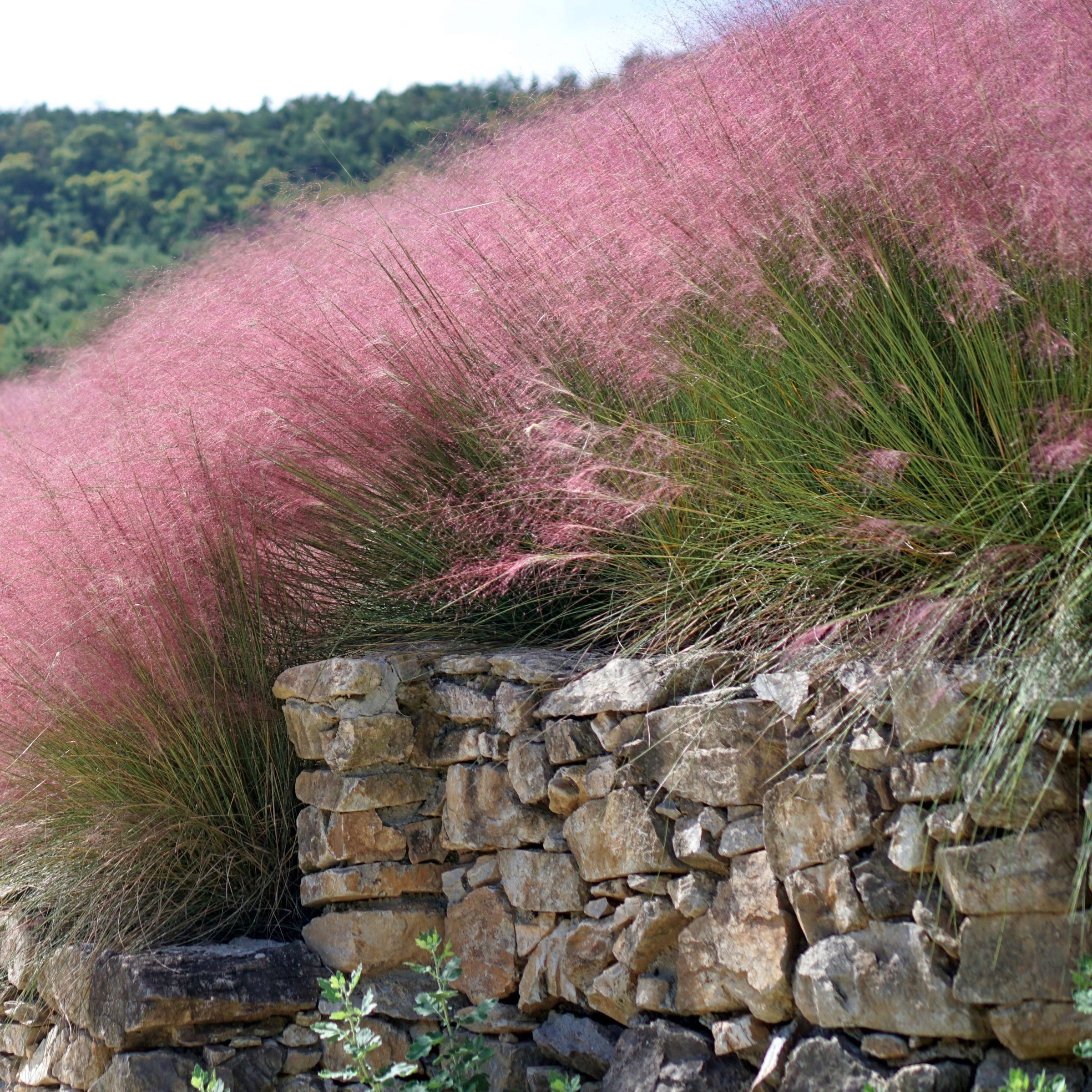National Plant Network 2.5 in. Pink Muhly (3-Pack)