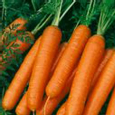Organic Scarlet Nantes Carrot Seeds - 1 Oz - Non-GMO, Heirloom Vegetable Garden Seeds, Gardening, Microgreens, Carrot Garden Seeds.., By Mountain Valley Seed Company Ship from