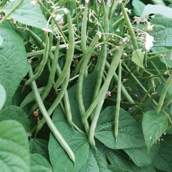 TomorrowSeeds - Top Crop Green Bean Seeds - 30  Count - For 2026 Planting AAS Winner Heirloom
